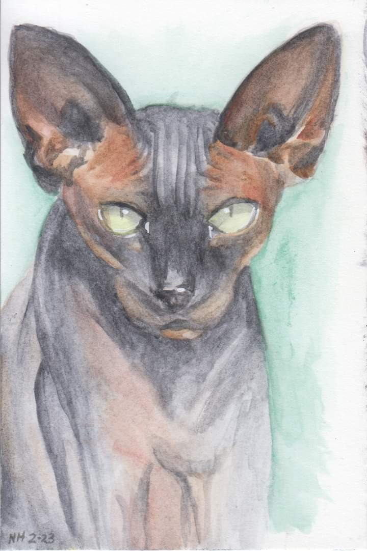 Calico Sphinx